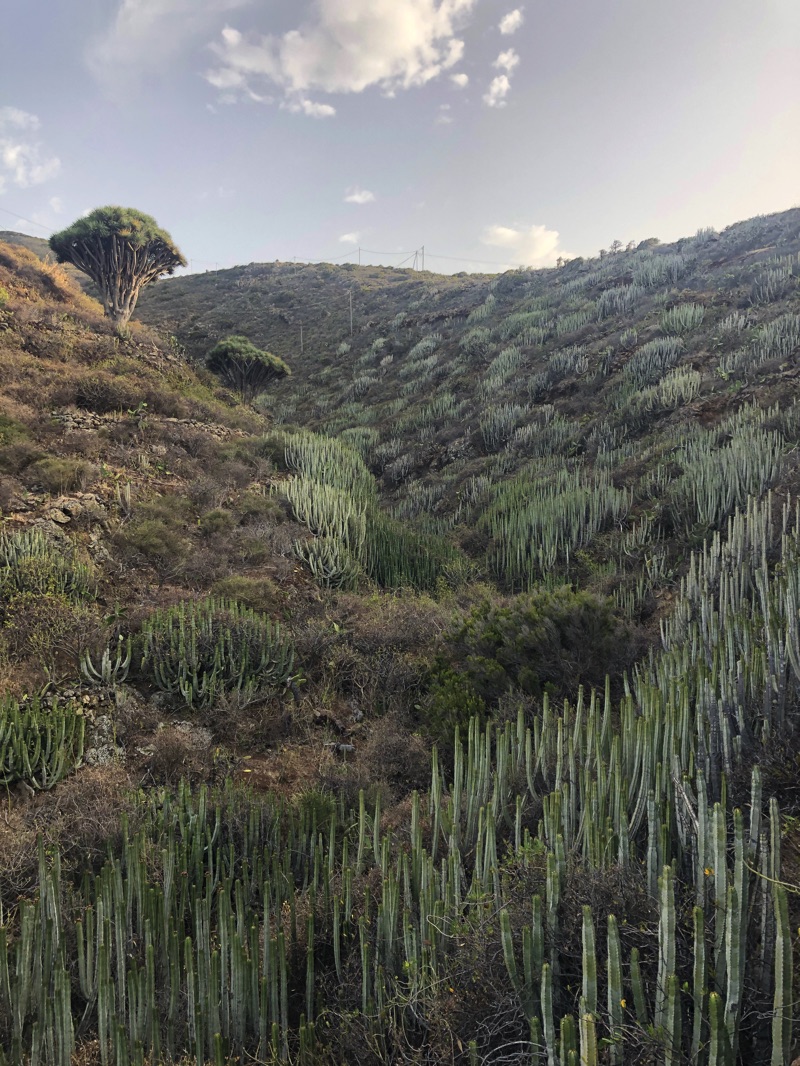 LA PALMA