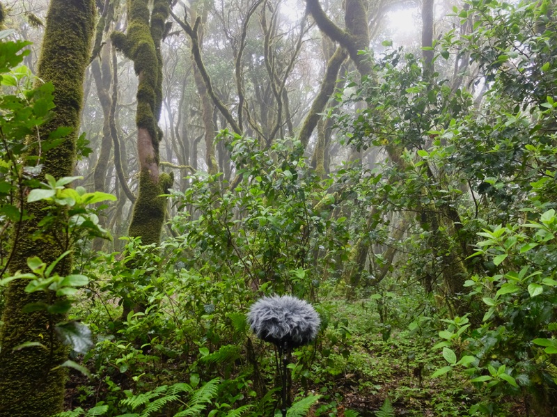 Canarias DC SoundWalk